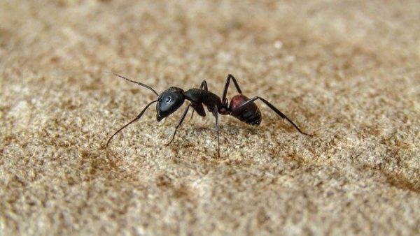 mieren header uitgelicht afbeelding